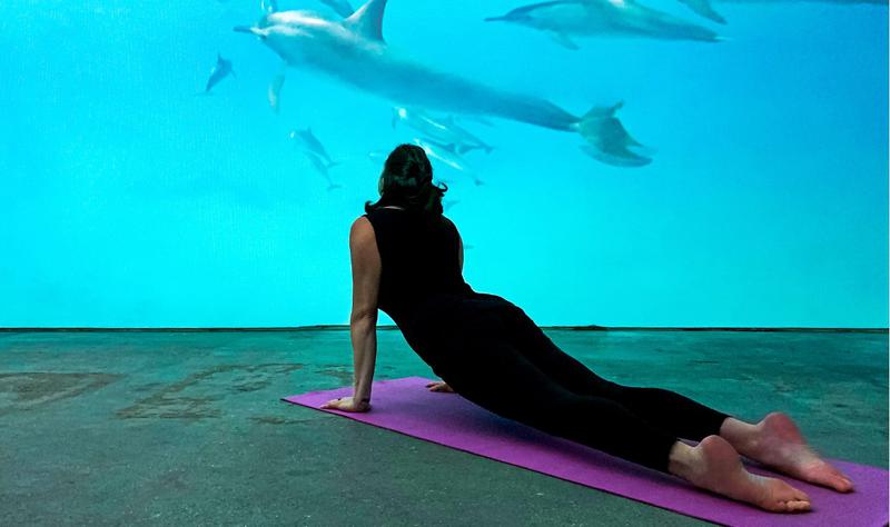 woman doing yoga watching broomx swimming dolphins